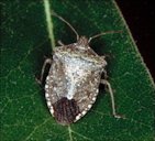 An adult brown stink bug, Euschistus servus (Say)