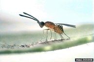 Gonatocerus triguttatus (Gonatocerus triguttatus) this parasitic wasp lays its eggs in glassy-winged sharpshooter eggs embedded in leaves. two new wasps, g. tuberculifemur and g. metanotalis, have recently been found to attack this sharpshooter's egg
