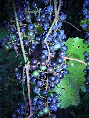 Wild Grapes supposedly with European heritage