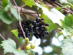 Native muscadine grapes