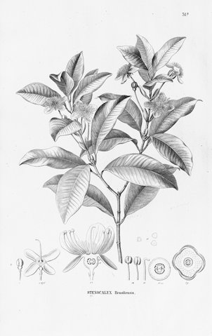 Eugenia brasiliensis Lam. [as Stenocalyx brasiliensis (Lam.) O. Berg]