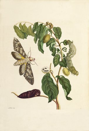 kleine zuurzak (Annona muricata) plate III.