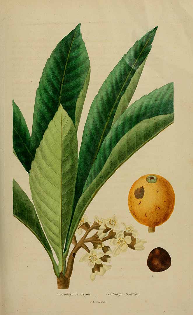 Eriobotrya japonica (Thunb.) Lindl.