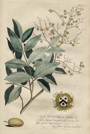 Spondias mombin L. [as Gully Plum-Tree, Mombin] [syn. Spondias lutea L.]
