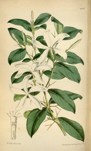 Carissa macrocarpa (Ecklon) A. DC. [as Carissa grandiflora (E. Meyer) A. DC.]