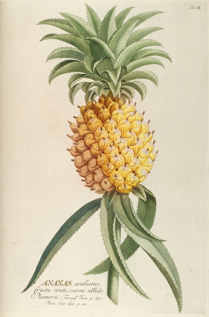 Pineapple Botanical Art