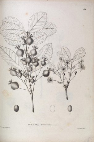 Eugenia brasiliensis Lam. [as Stenocalyx brasiliensis (Lam.) O. Berg]