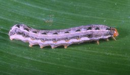 Mature larva (light form) of the southern armyworm, Spodoptera eridania (Stoll)