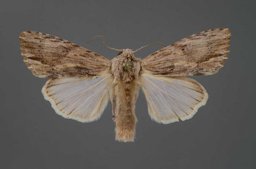 Adult of the southern armyworm, Spodoptera eridania (Stoll).