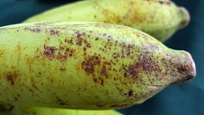 Banana: Thrips feeding injury to fruit