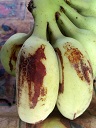 Banana: Red rust thrips injury to fruit