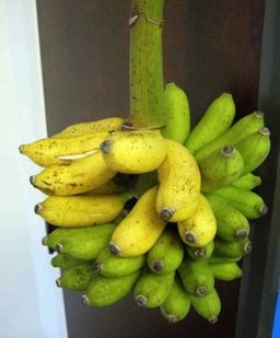 Home grown banana hand