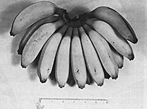'Radja' banana, introduced into Florida by Dr. J.J. Ochse about 1957.