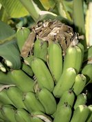 Rats feeding injury to plants and crops in Hawaii. Banana (rats nest)