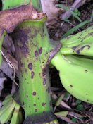 Ant damage to banana fruits via excretion of formic acid