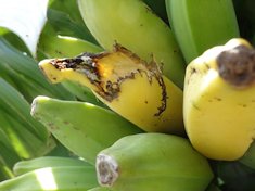 Bird-feeding injury to banana fruit
