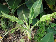 Banana: Glyphosate herbicide injury