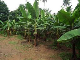 Small banana plantation in south India