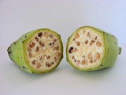 Fruits of wild-type bananas have numerous large, hard seeds