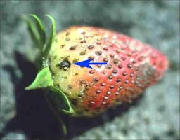 Strawberry fruits infested with a sap beetle adult