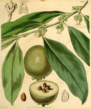 Diospyros nigra (J. Gmelin) Perrier [as Diospyros sapota Roxb.]