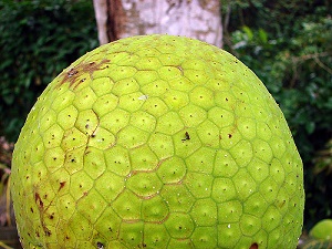 A mature breadfruit in Sarawak, where it is known as Sukun. This is an ancient cultivar, spread mainly by planting root cuttings