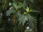 Artocarpus altilis Fosberg