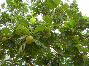 Artocarpus altilis (Ulu, breadfruit). Fruit and leaves. Keopuolani Park, Maui, Hawaii