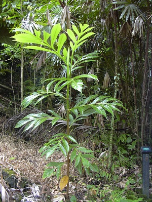 Artocarpus altilis (habit). Location: Maui, Keanae Arboretum