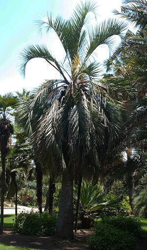 Butia odorata older individual in the landscape with smoother stem and leaf scars rings