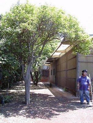 Habit at State nursery Kahului, Hawaii