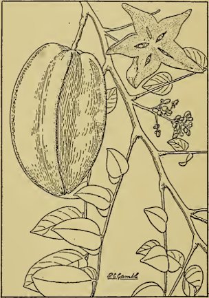 Fig. 55. A flowering and fruiting branch of carambola (Averrhoa Carambola), an Asiatic fruit sometimes cultivated in tropical America. (X 1/2)