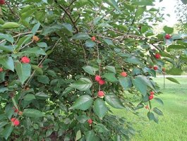 Mandrin Melonberry Female Norris Tree