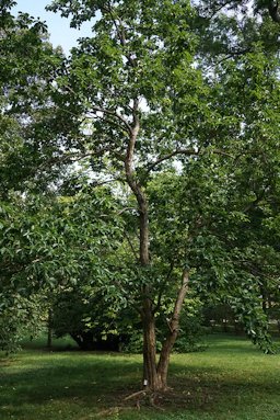 Maclura tricuspidata tree