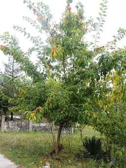 Young Maclura tricuspidata tree