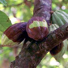 Cocoa pods with the widespread fungal disease known as "black pod"