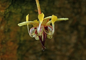 Theobroma cacao flower