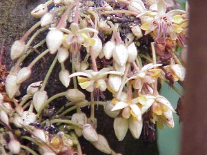 Theobroma cacao Family: Sterculiaceae