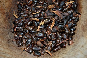 Toasted cacao beans grown at the La Chonita Hacienda in Tabasco, Mexico
