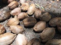 Nuts at Nahiku Marketplace