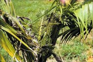 Acute B deficiency in Heterospathe elata (sagisi palm) showing small crumpled new leaves
