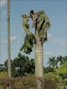 Severe epinasty in Roystonea regia (Cuban royal palm) due to B deficiency. Note also the small size of some of the leaves
