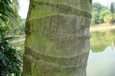 Cocos nucifera trunk