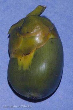 Early damage to a young coconut by Aceria guerreronis Keifer, a coconut mite. Note the pale triangular area.