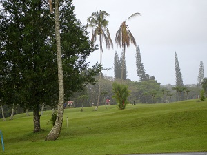 Lightning injury to coconut palms: burned and collapsed foliage. Hilo municipal golf course.
