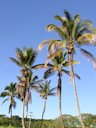 Potassium Deficiency on Coconut palm (Cocos nucifera), Silver-leaf Symptom