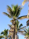 Potassium Deficiency on Coconut palm (Cocos nucifera), Marginal Necrosis