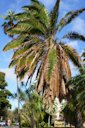 Potassium Deficiency on Coconut palm (Cocos nucifera), Marginal Necrosis