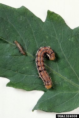 Corn earworm (Helicoverpa zea) a normal corn earworm larva (right) dwarfs one fed on a genetically altered baculovirus. both larvae are 10 days old