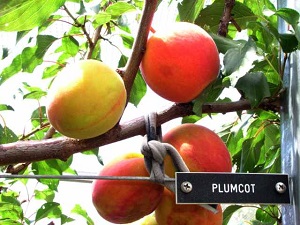 Plumcot